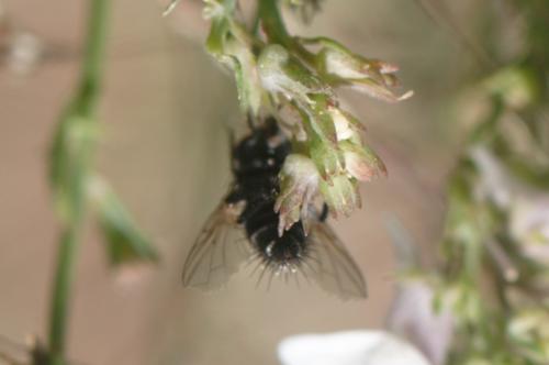 Exoristinae